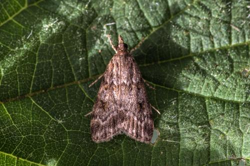 Réf. 201 695 : Scoparia sp.